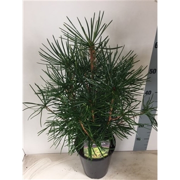 Sciadpitys verticillata c5