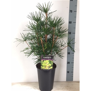 Sciadopitys verticillata c4