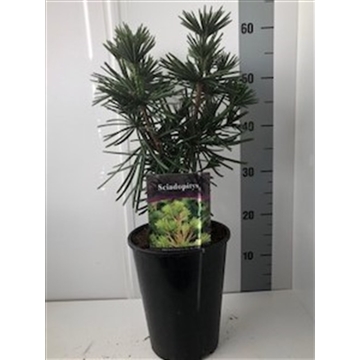 Sciadopitys ver. sternschnuppe c4