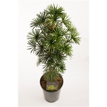 Sciadopitys ver. sternschnuppe c7