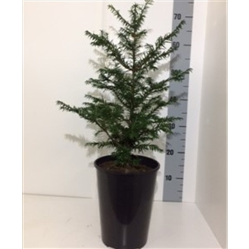 Torreya nucifera