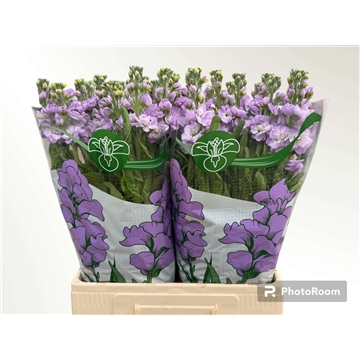 Nature Flowers VOF - FloraXchange