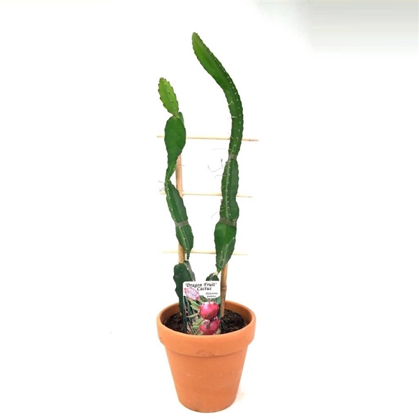 Dragon Fruit Cactus w/espalier - dump in a 13,5 cm clay ...