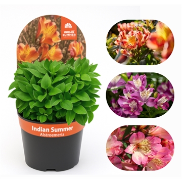 Alstroemeria Summer Paradise™ Summer Mix
