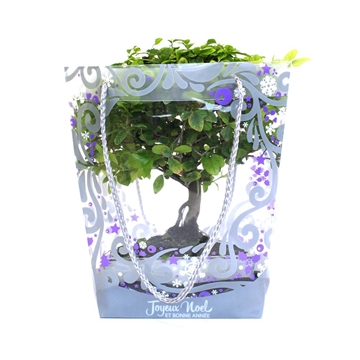 Indoor Bonsai 5 years with Christmas gift bag - Grey