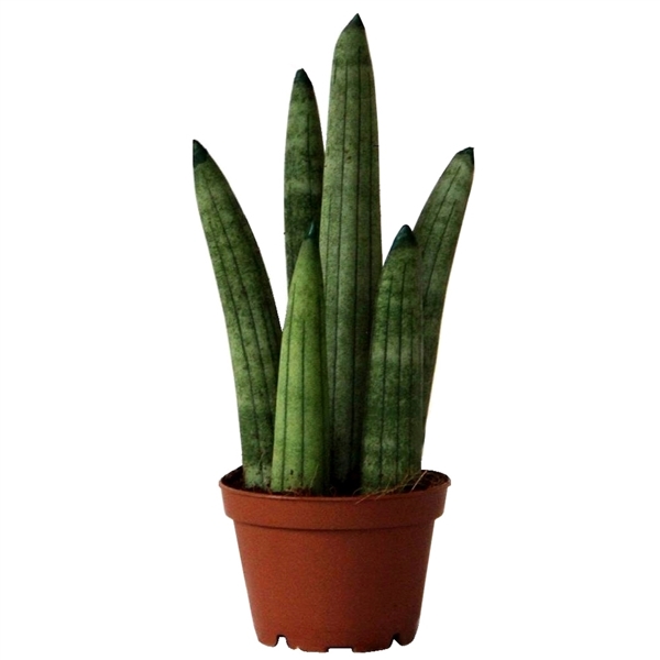 Sansevieria Cylindrica Rocket (7228) - FloraXchange