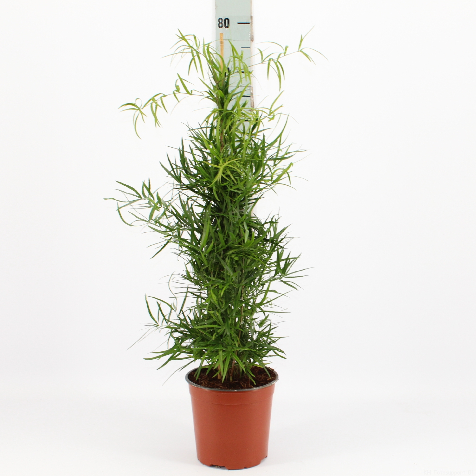 Asparagus falcatus (100) - FloraXchange