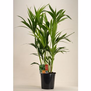 KENTIA - P21 H100 - 6PP (Howea forsteriana)