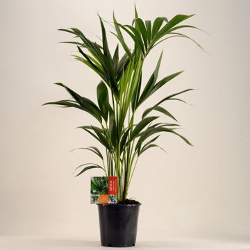 KENTIA - P19 H100 - 6PP (Howea forsteriana)