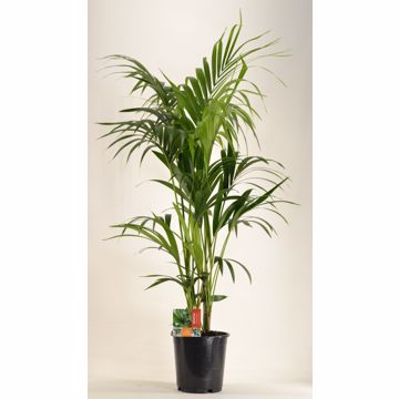 KENTIA - P24 H140 - 6PP (Howea forsteriana)