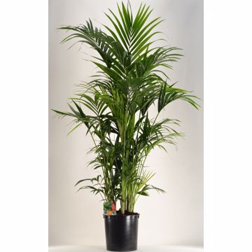 KENTIA - P34 H200 - 15PP (Howea forsteriana)