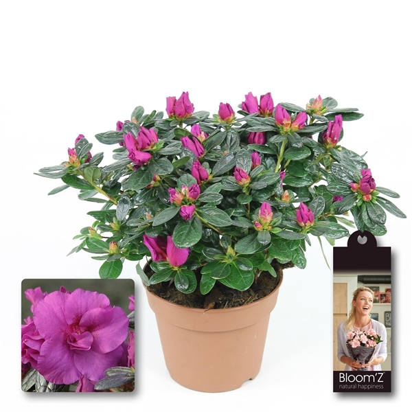 Azalea Bloom'Z, lila, P12, medium, 20-25 cm (AB12LI-M) - FloraXchange