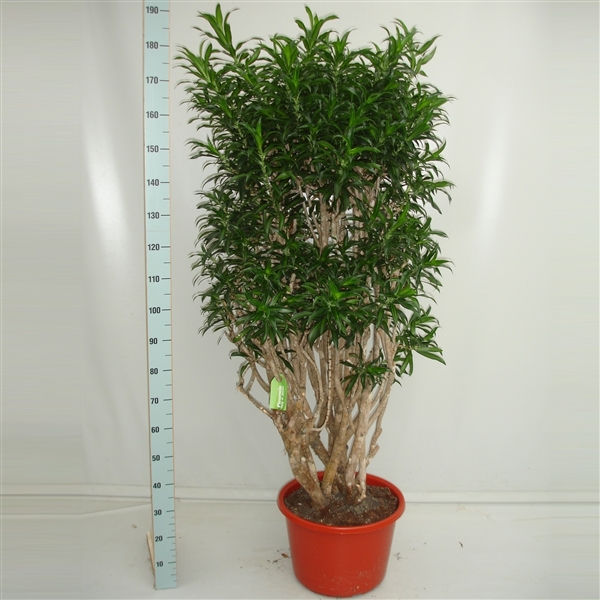 Dracaena reflexa 'Song of Jamaica' 150 vert zwaar (PL JAM V180) -  FloraXchange