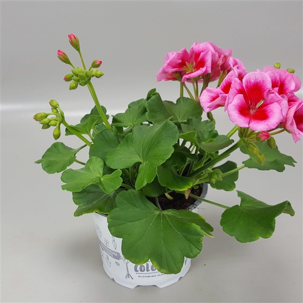 Pelargonium Caliope roze splash (20180279P12) FloraXchange