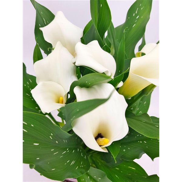 42+ Zierpflanze Zantedeschia 5 Buchst, Die lösungen sind zwischen 5