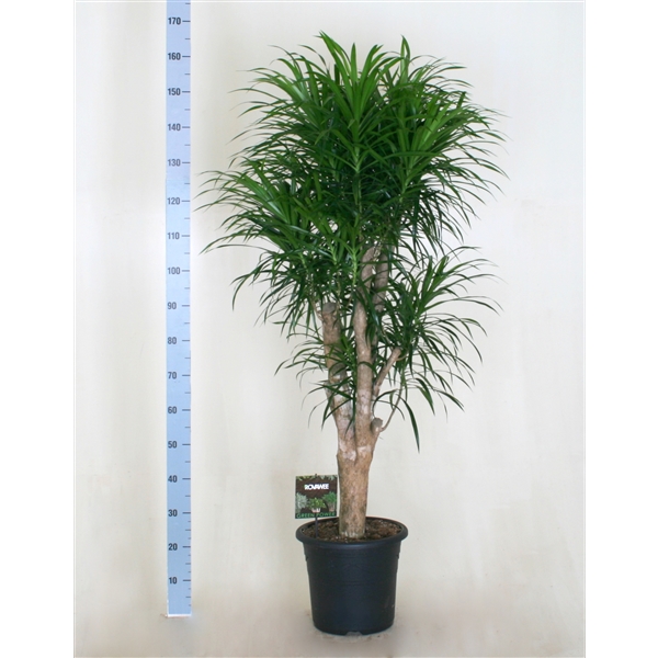 Dracena op stam