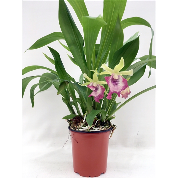 12cm Topf Cochleanthes x Kefersteinia 1 blühfähige Orchidee der Sorte 