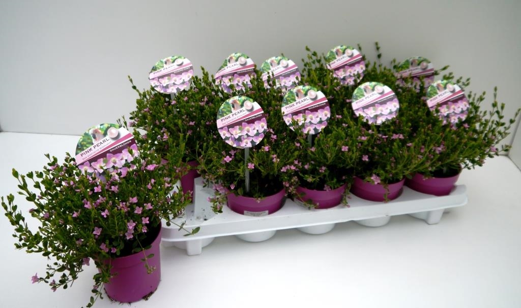 Boronia "Pink Pearl" 11T Dauerblüher! (BOSB11T) FloraXchange