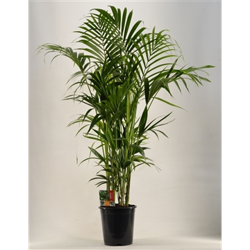 KENTIA - P27 H170 - 12PP (Howea forsteriana)