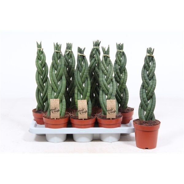 Сансевиерия твистер. Сансевиерия твистер. Сансевиерия твистер цунами. Сансевиерия ханни японский твистер. Сансевиерия ханни самурай.