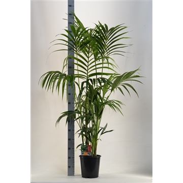KENTIA - P24 H180 - 6PP (Howea forsteriana)