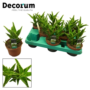 Aloe concinna (Decorum)