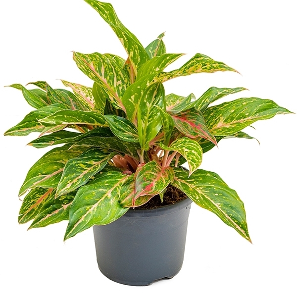  Aglaonema  ruby  4AGRUTU19 FloraXchange