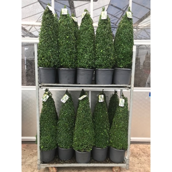 Buxus Sempervirens Pyramide 80 90 Cm D10 13016 Floraxchange
