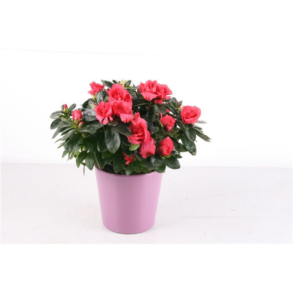 122 : Azalea p12 mix in keramische pot lila jaarrond / op bestelling 10  dagen per veelvoud van 810 stuks (01JC12Z980163) - FloraXchange