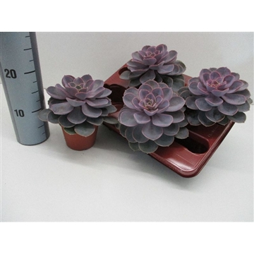 Perle von Nurnberg