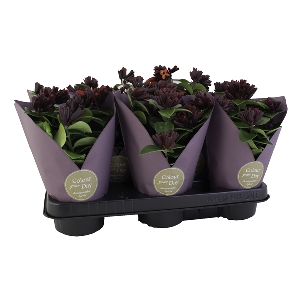 Aeschynanthus Hybrid Mona Lisa 300 Floraxchange