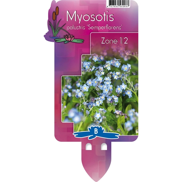 Myosotis Palustris Semperflorens Myosotis Semp Floraxchange