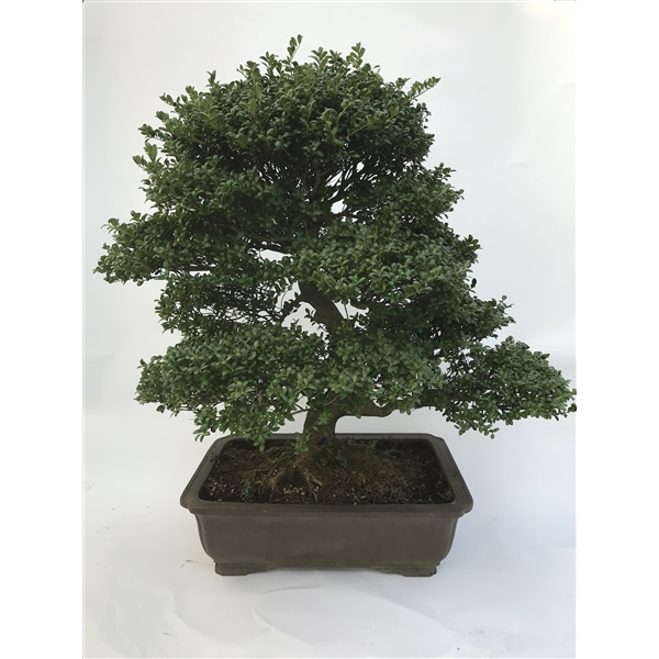 Ilex Crenata Bonsai ‘Yixing’ 60 cm (+/- 45 jaar oud) (B-IlexXXL-60