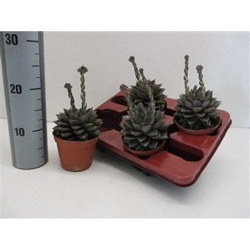 Echeveria Purpurea