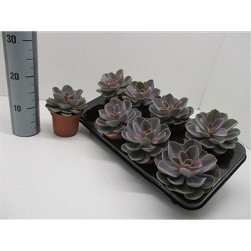 Perle von Nurnberg