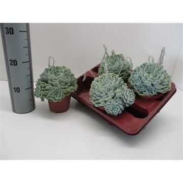 Echeveria Albicans
