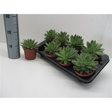 Agavoides