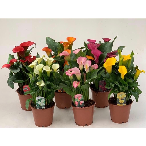 Zantedeschia Mix (54) FloraXchange