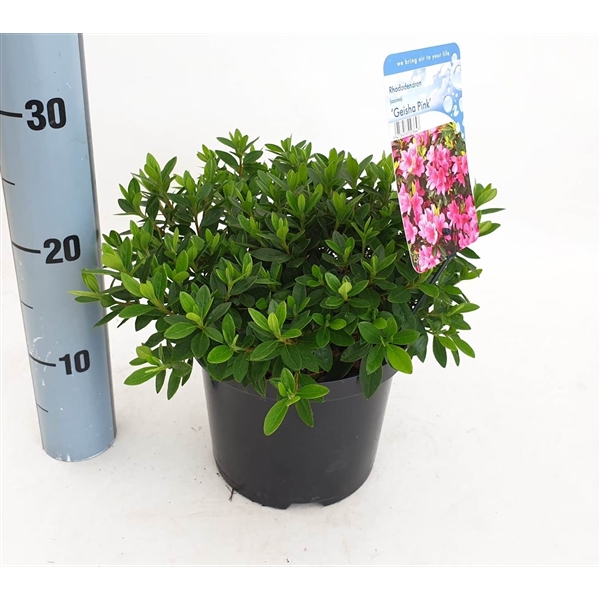 Rhododendron (AJ) 'Geisha Pink' (RHGPINKC2,5) - FloraXchange