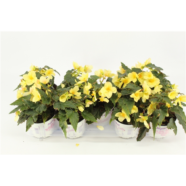 Begonia beauvilia lemon (beauvilia lem) - FloraXchange
