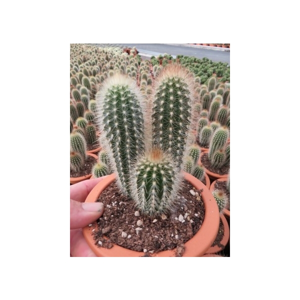 Pilosocereus chrysostele var. rubrispinus (38519a) - FloraXchange