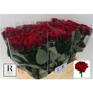 R Gr Red Naomi B 60 cm 3/3