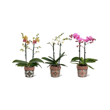 Phalaenopsis multi 2 -tak in Jasmine  keramiek