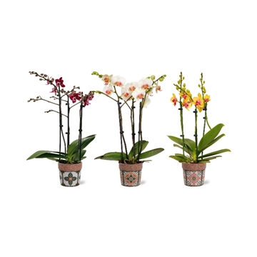 Phalaenopsis multi 3 -tak in Jasmine  keramiek