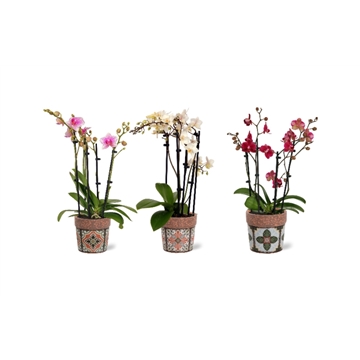 Phalaenopsis multi 4 -tak in Jasmine  keramiek