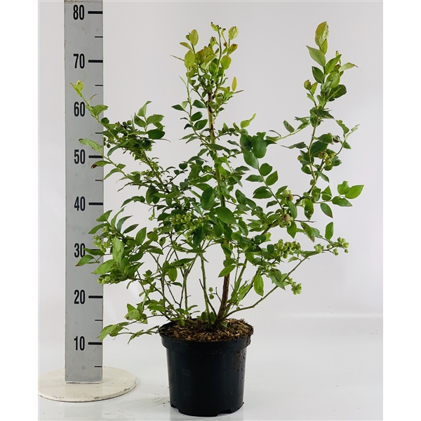 Vaccinium corymbosum (VCBL03) FloraXchange