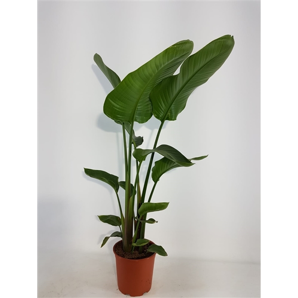 Стрелиция николая фото уход в домашних Strelitzia nicolai 19cm 2 pp (Strelitzia 19) - FloraXchange