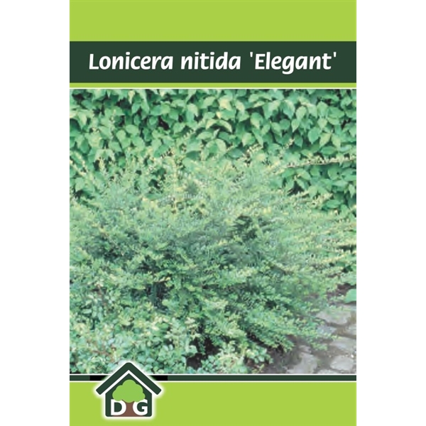 Lonicera Nit Elegant Lonele19 FloraXchange