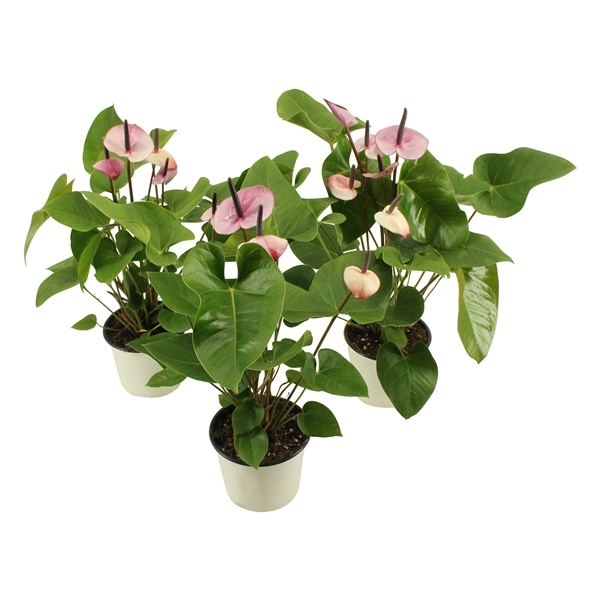 Anthurium  Purple 14cm (LET OP IS PAARS!) ( purple) - FloraXchange