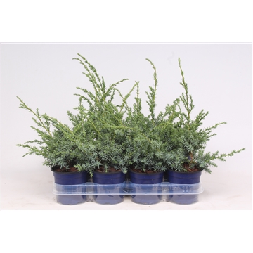 Juniperus squamata &#39;Blue Swede&#39;